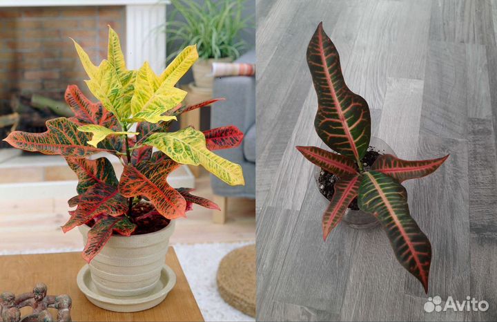 Комнатные растения