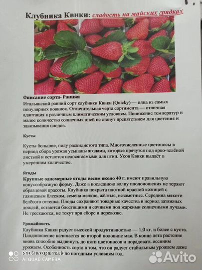 Саженцы клубники