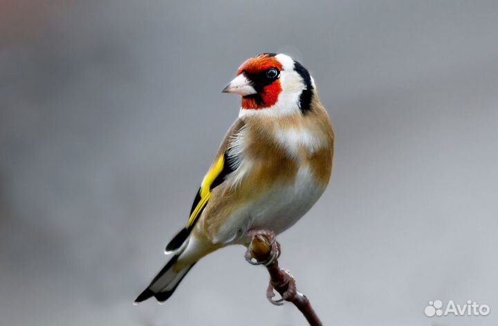 Продам клетки,певчих птиц:щеглов,репелов