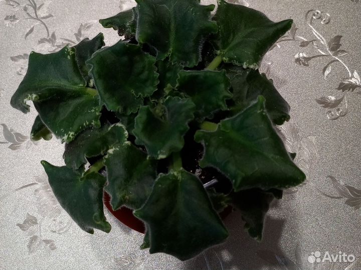 Фиалка сортовая