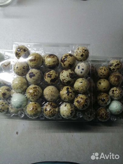 Перепелиное яйцо