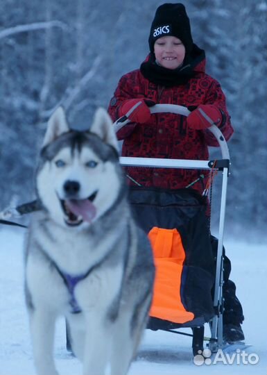 Нарты для собак