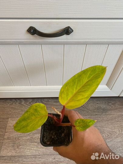 Филодендрон