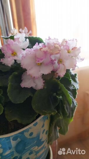 Фиалки Династия Мин