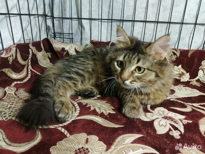 Котенок из лесополосы ищет дом