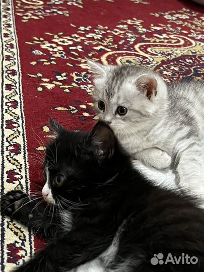 Шотландские котята