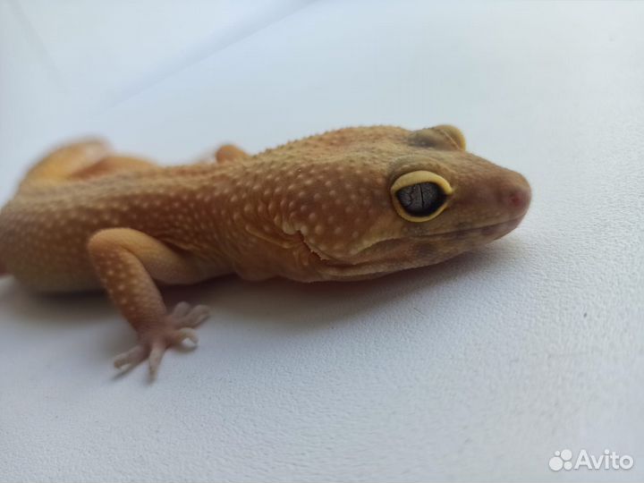 Пятнистый геккон Эублефар