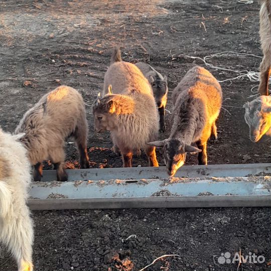 Козлотур
