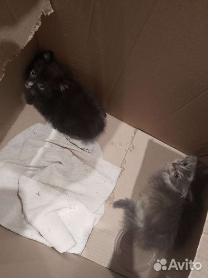 Котята в беде