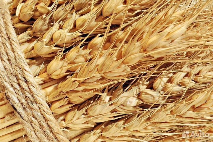 Зерно пшеница ячмень кукуруза