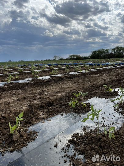 Агроволокно, мульчирующая пленка