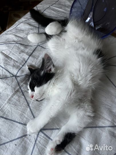 Отдам в добрые руки котенка