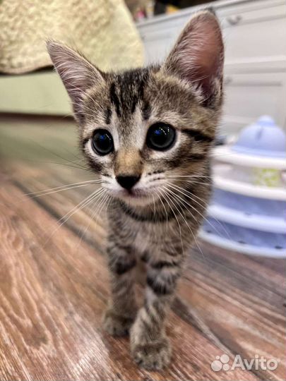 Малышка Ева (1,5 месяца) ищет дом