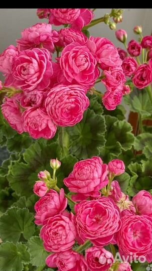 Пеларгония герань сортовая