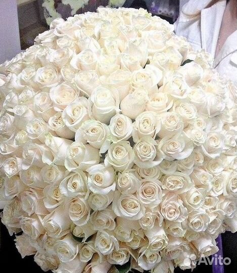 101 роза цветы букеты доставка 25 51 101 роза