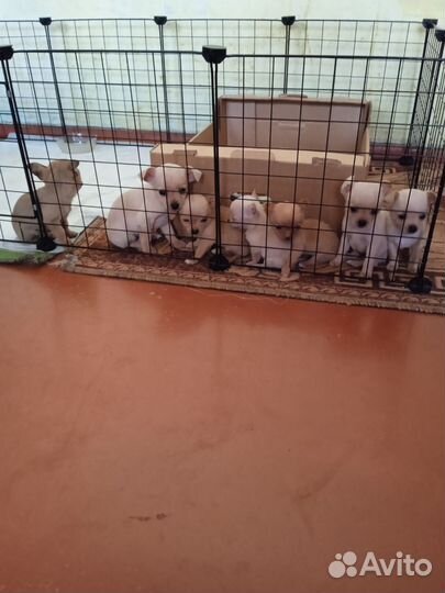 Той-терьер щенки