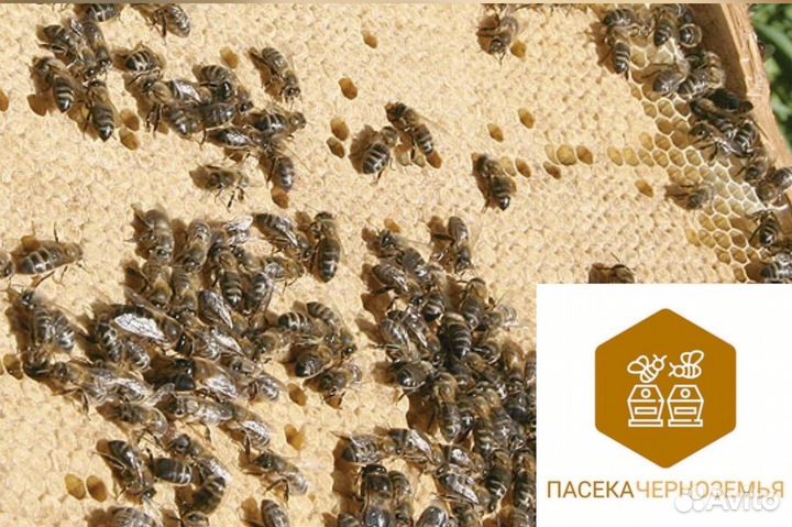 Карника 2025 пчелопакеты