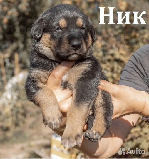 Маленькие карапузики ищут дом