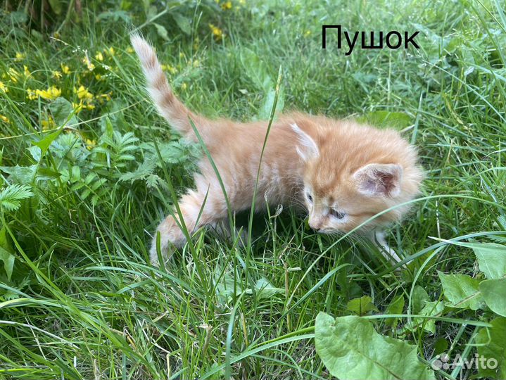 Котята бесплатно