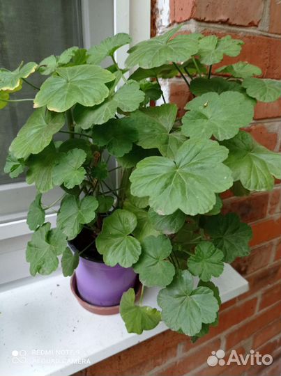 Герань (озелените балкон)