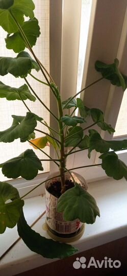 Эписции,бегония,кливия,стрептокарпус, хойя