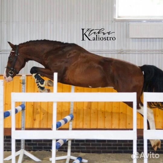 Молодой мерин, готовится к 120-130 см