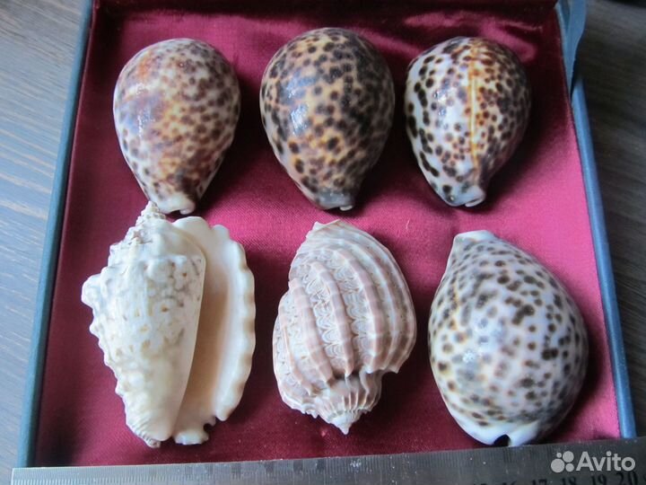 Набор морских раковин в подарочной коробке