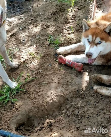 Собака хаски Рыжее солнце