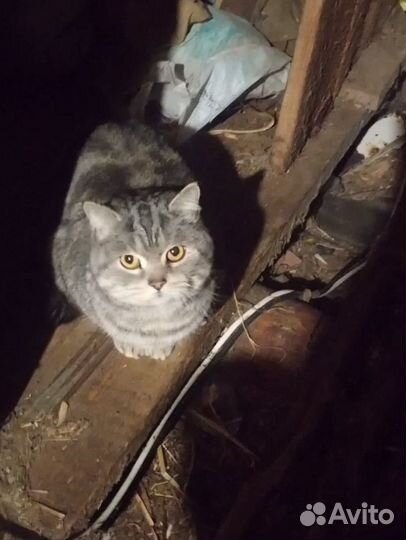 Породистый котик