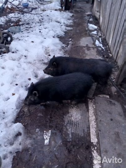 Вьетнамские вислобрюхие свиньи