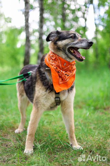 Добрый пес Пегас ищет дом