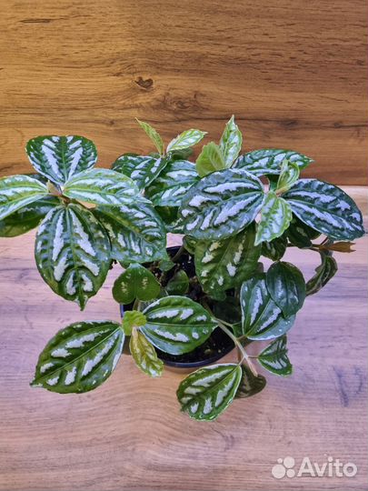 Пилея кадье