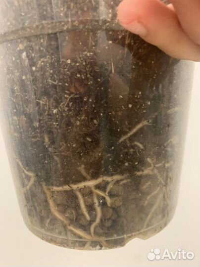 Монстера вариегатная альба