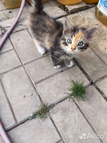 Котята в дар