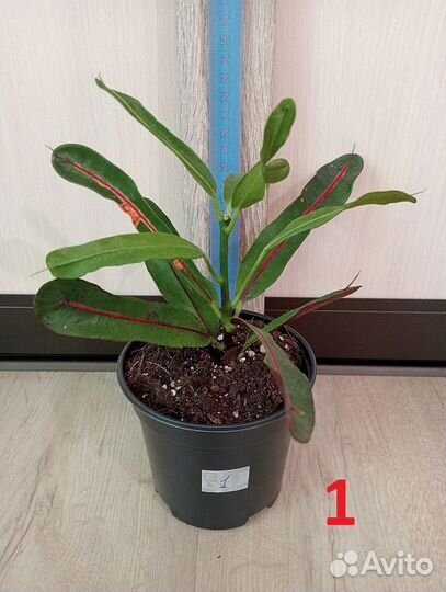 Комнатные растения, цветы. Кодиеум / Кротон, Акуба