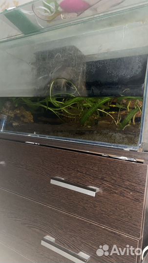 Аквариум с растениями и всем наполнением