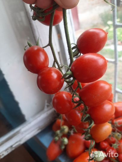 Рассада помидор
