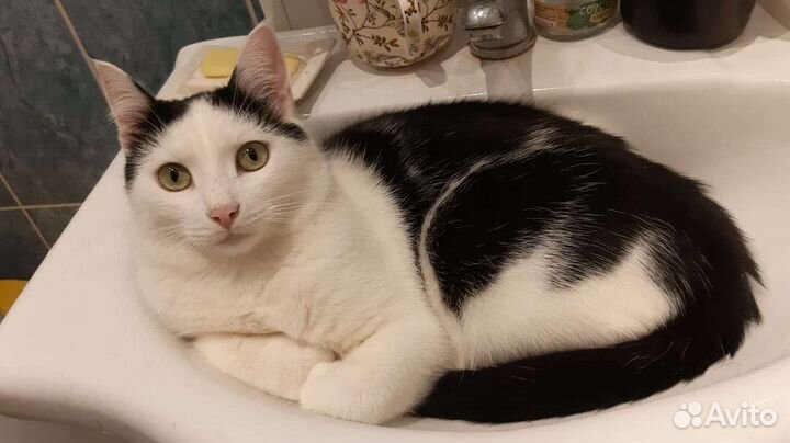 Котик молодой 1 год