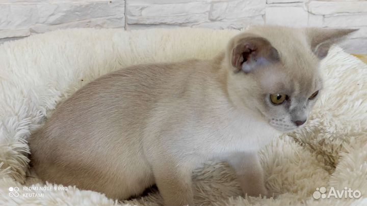 Европейская бурма(котята)