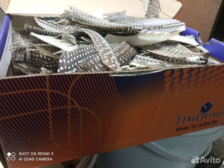 Перья цесарок