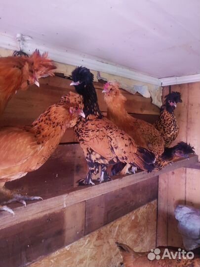 Цыплята породистые