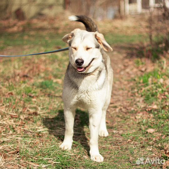 Собака в добрые руки