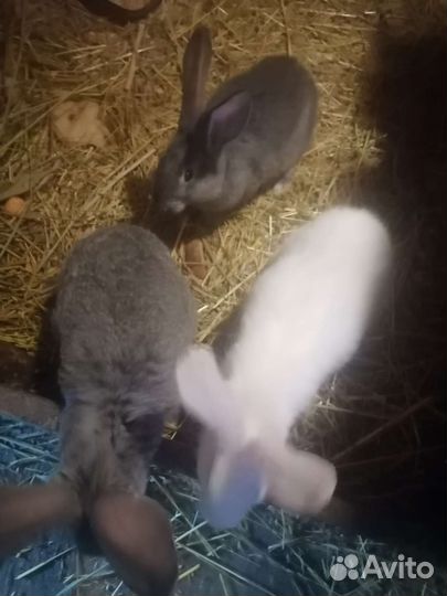 Крольчата
