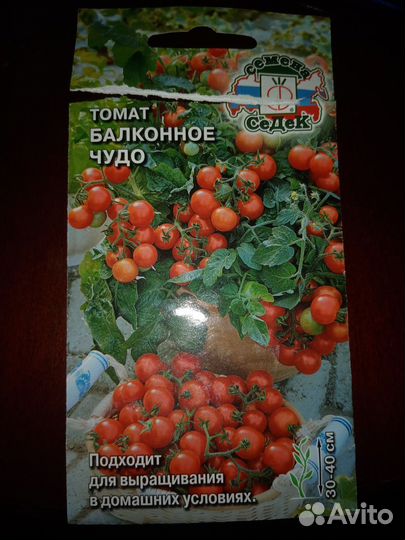 Томат балконный чудо