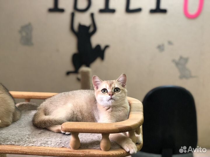 Золотая шотландка