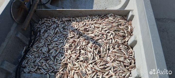 Черноморская барабуля