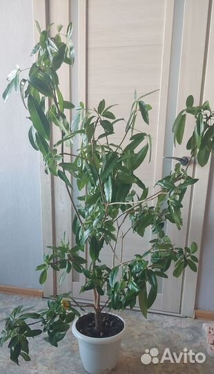 Большое комнатное растение