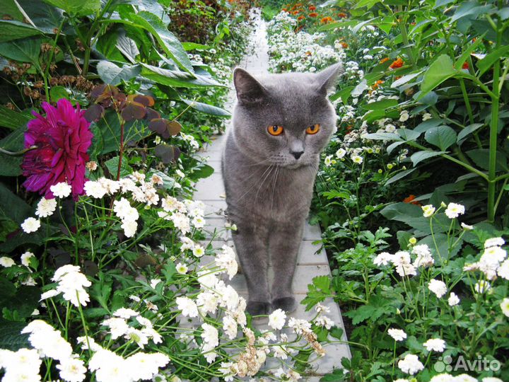 Кот для вязки