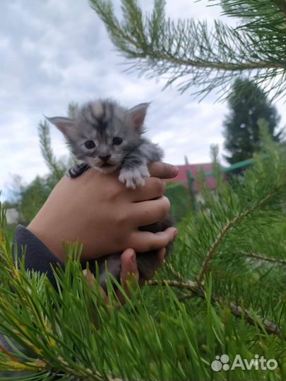 Котята Мейн-кунята