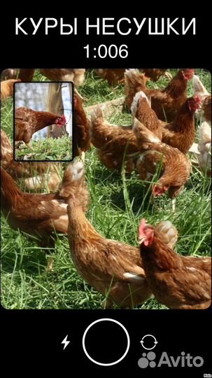 Куры несушки с доставкой